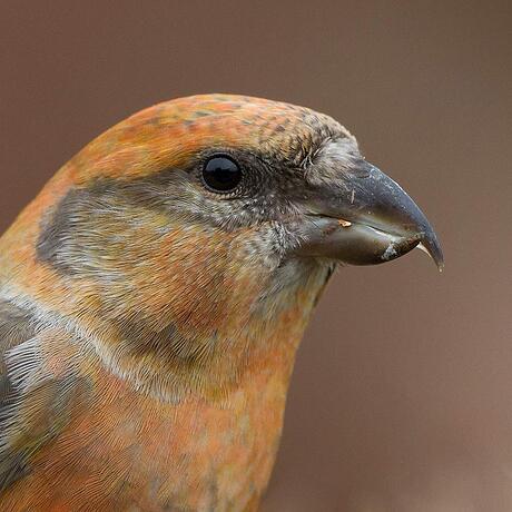 Very close to the Common Crossbill