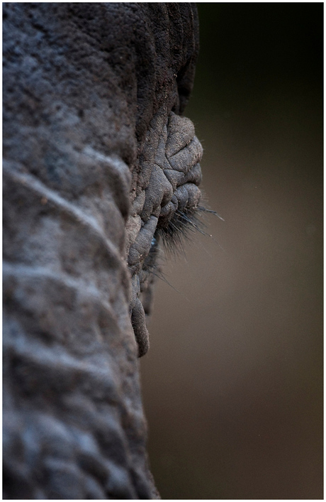 The eye of the Elephant - Serengeti NR - Tanzania