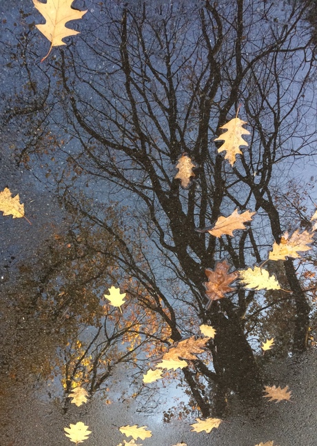 Herfst reflectie