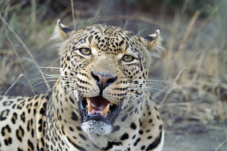 Luipaard in Zuid Afrika