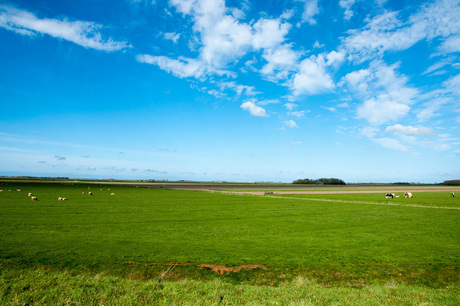 hollandse lucht en koeien in het gras