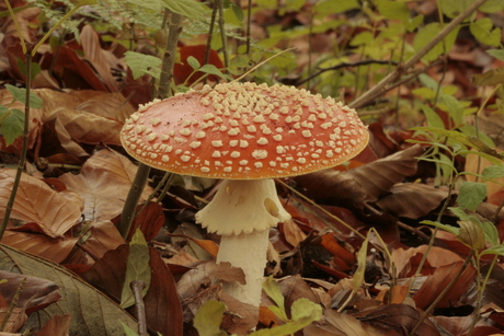 Rood met witte stippen 1