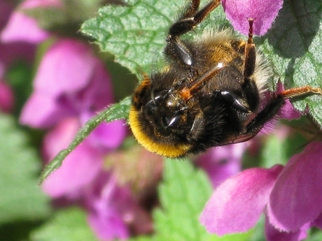 Hommel