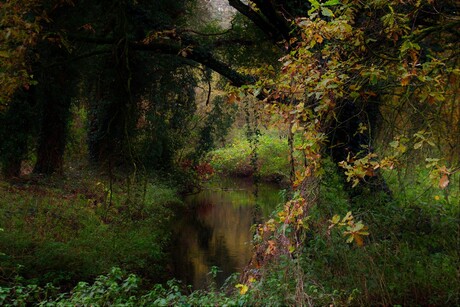 Nederlandse natuur