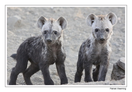 Gevlekte Hyena pups