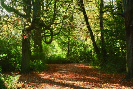 Herfst licht