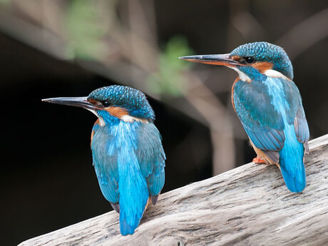 ijsvogel koppel