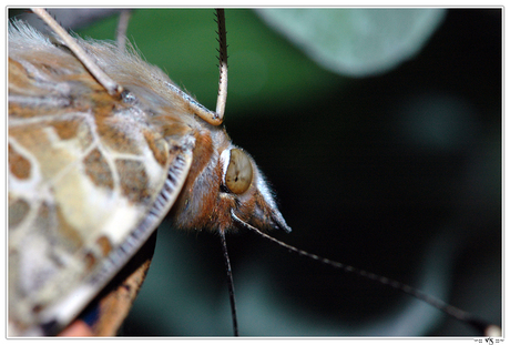 Insecten in je achtertuin - Vlinder