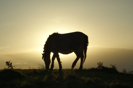 Paard in Blauwe Kamer