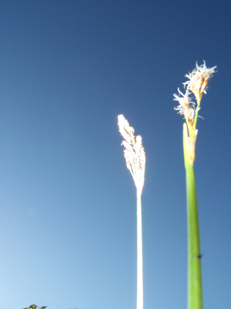 Riet belicht