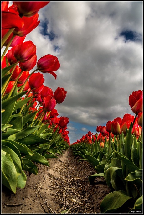 Red tulips.