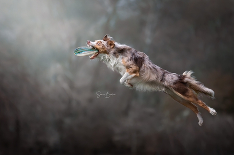 Bordercollie met frisbee