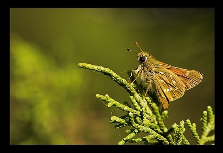 Colorfull butterfly.