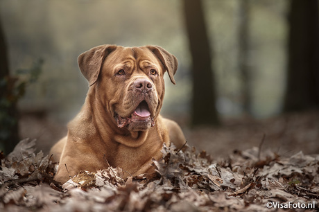 Paris - Bordeauxdog