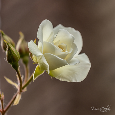 witte roos