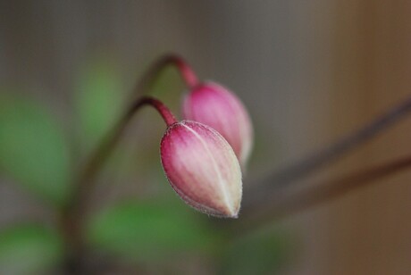 knoppen clematis