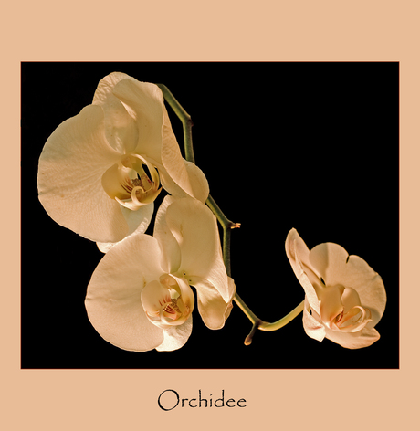 Orchidee