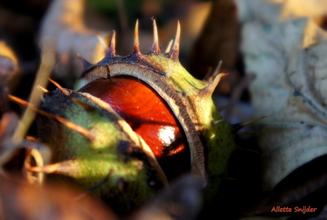 De herfst knipoogt...