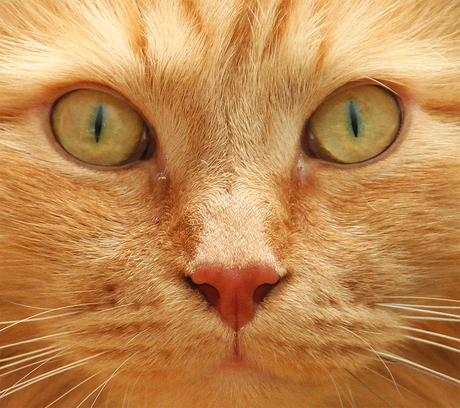 Cat's eyes...