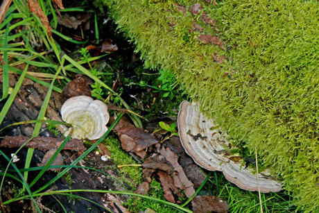 Elfenbankje.