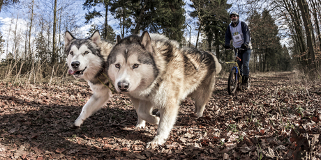 Husky playtime