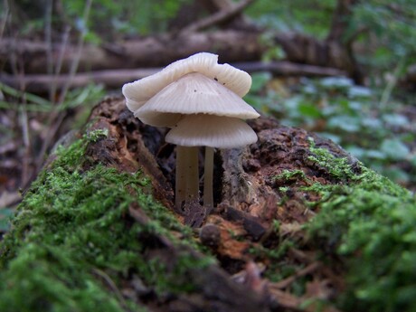 Gezellig clubje paddestoelen