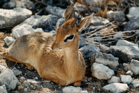 Dikdik