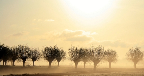 Knotwilgen 's morgens in de nevel.