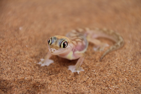 Gecko Namib Woestijn