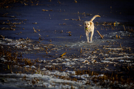 Walking on ice