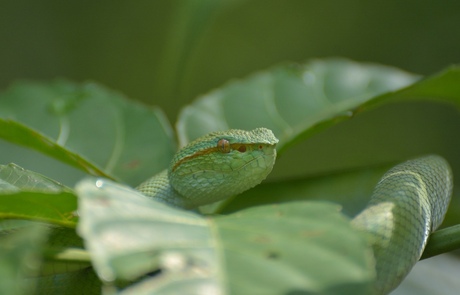 Bijna onzichtbare groene gifadder - Borneo Bako NP