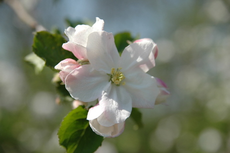 de Betuwe in bloei