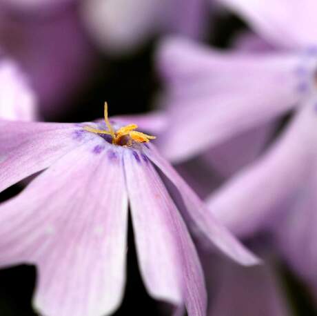 Phlox