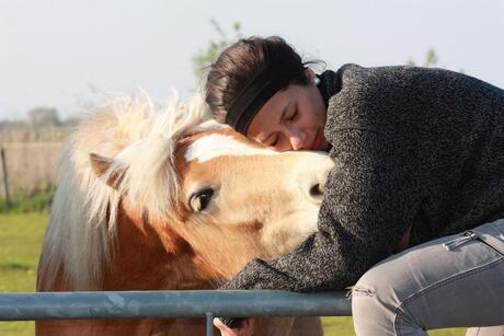 haflinger sunny met brenda