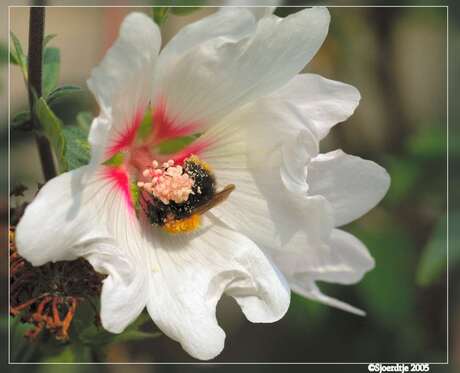 Hommel op Lavatera