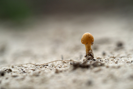 kleine paddenstoel
