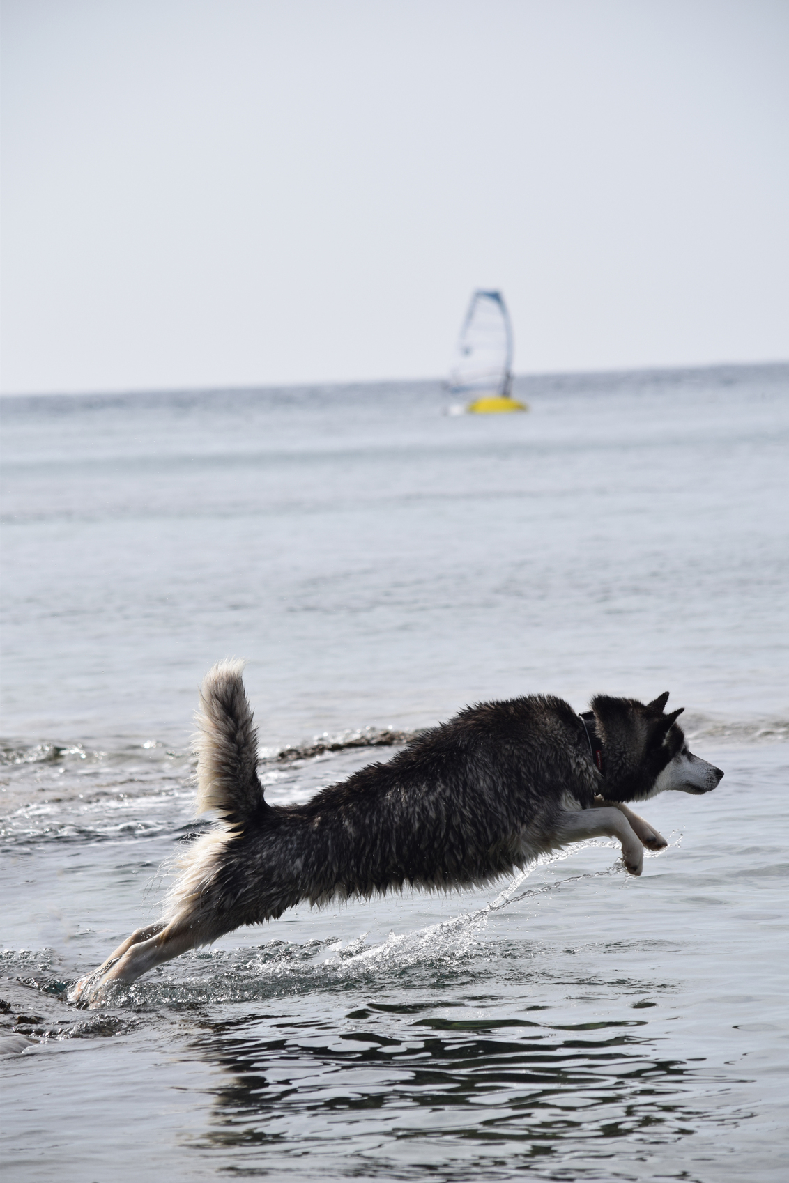 Go Fetch!! - Lekker aan het zwemmen met de hond in Kroatië. Voor de bewerkte versie met de horizon recht hier de link http://zoom.nl/foto/dieren/go-fetch-2.259380 - foto door johnvdwijst op 17-10-2015 - deze foto bevat: water, dieren, huisdier, hond, husky
