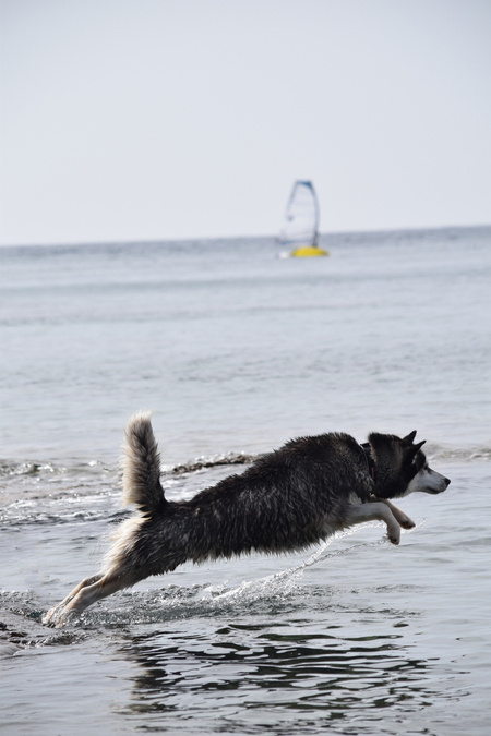Go Fetch!! - Lekker aan het zwemmen met de hond in Kroatië. Voor de bewerkte versie met de horizon recht hier de link http://zoom.nl/foto/dieren/go-fetch-2.259380 - foto door johnvdwijst op 17-10-2015 - deze foto bevat: water, dieren, huisdier, hond, husky