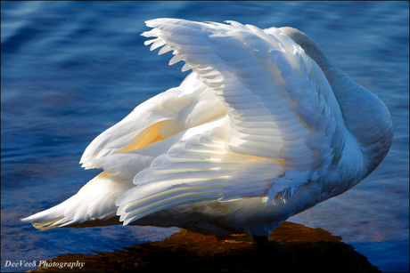 Natuurgebied De Maten, Genk (België)