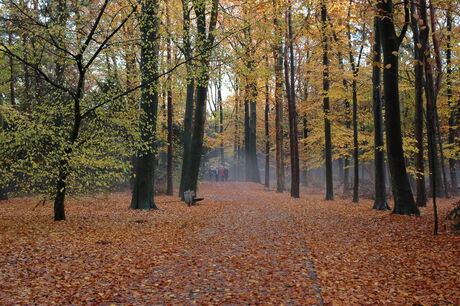 Herfstkleuren in het bos