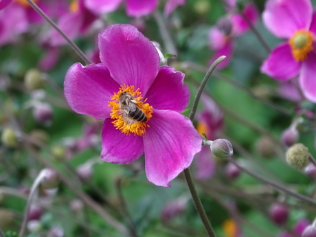 De bloemetjes en de bijtjes