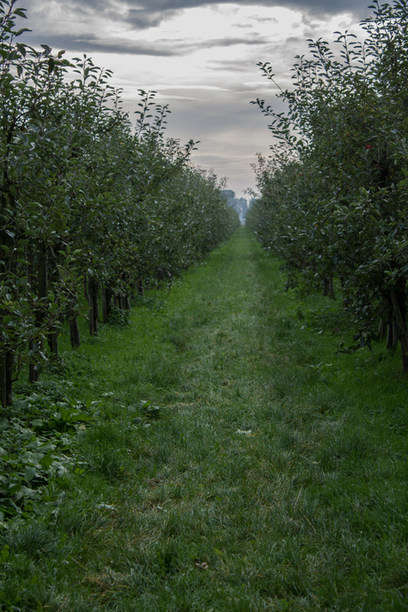 Appelboomgaard Olmenhorst