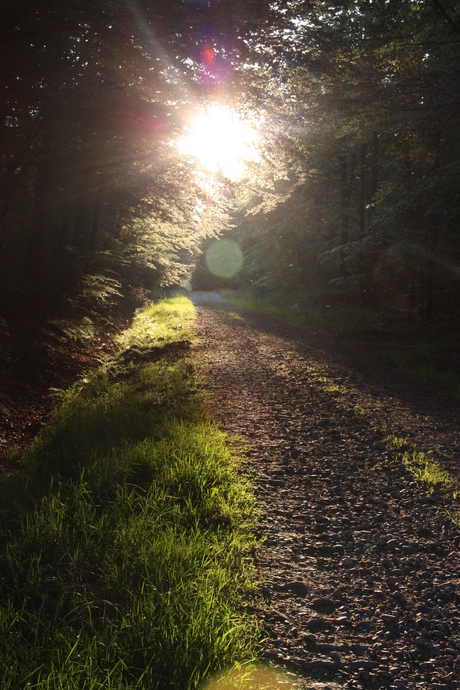 natuur tegenlicht