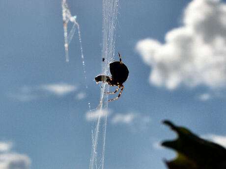 Spider in the sky.....