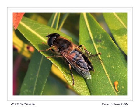 Eristalis (Blinde Bij)