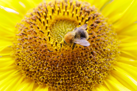 zonnebloem en de bij