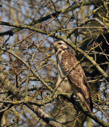 Buizerd