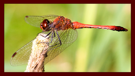 Red dragon fly