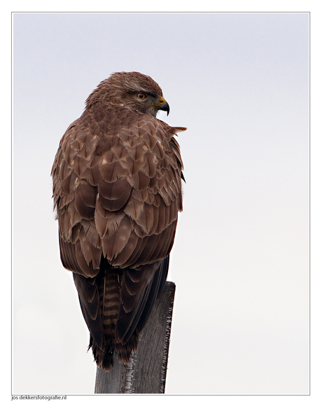 buizerd