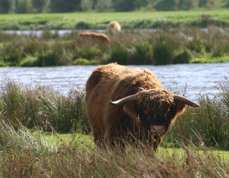 Schotse hooglander